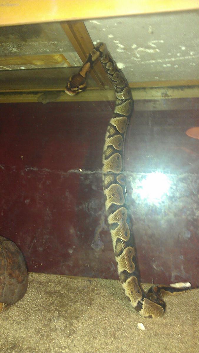 ball python