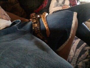 our ball python and blood python