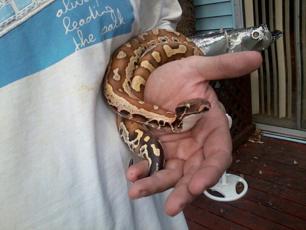 blood python