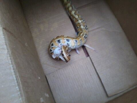 blood python with dinner