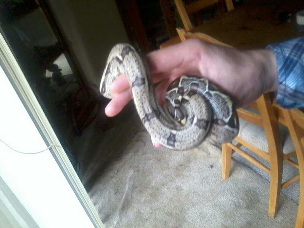 red tail boa