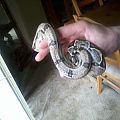 red tail boa