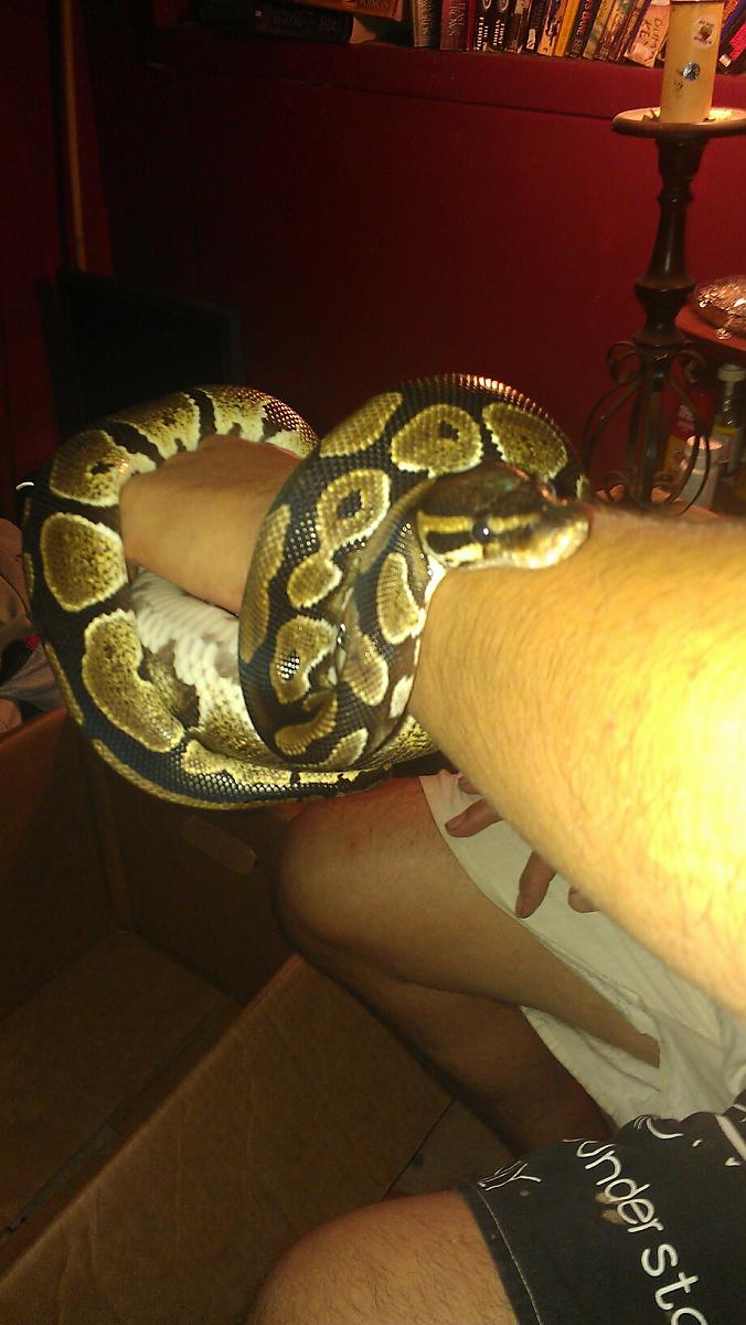 my buddy with our ball python