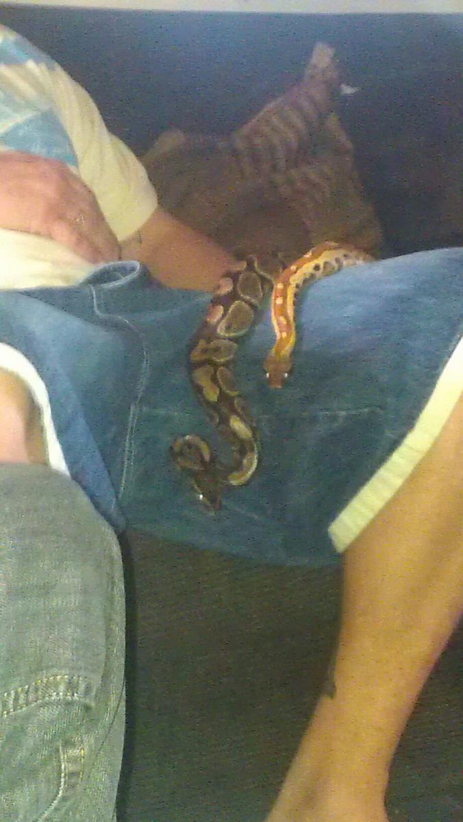 the ball python and blood python again