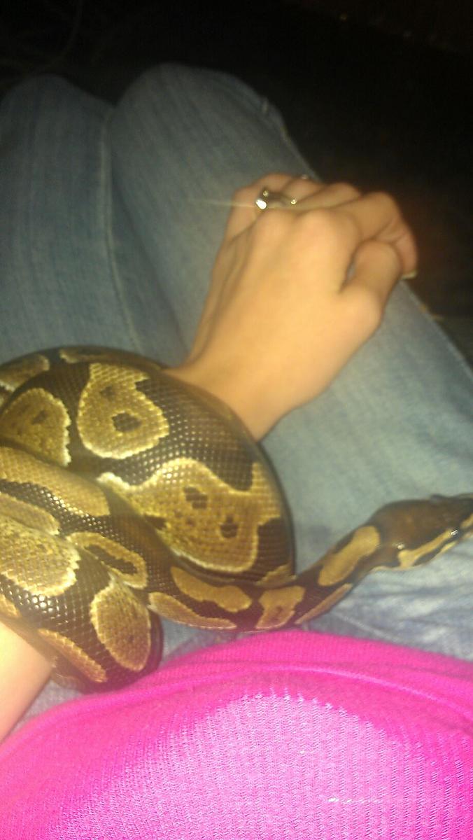 me with the ball python