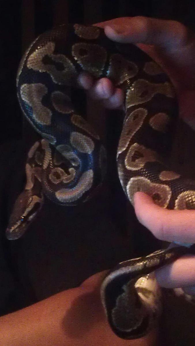 my buddy with the ball python