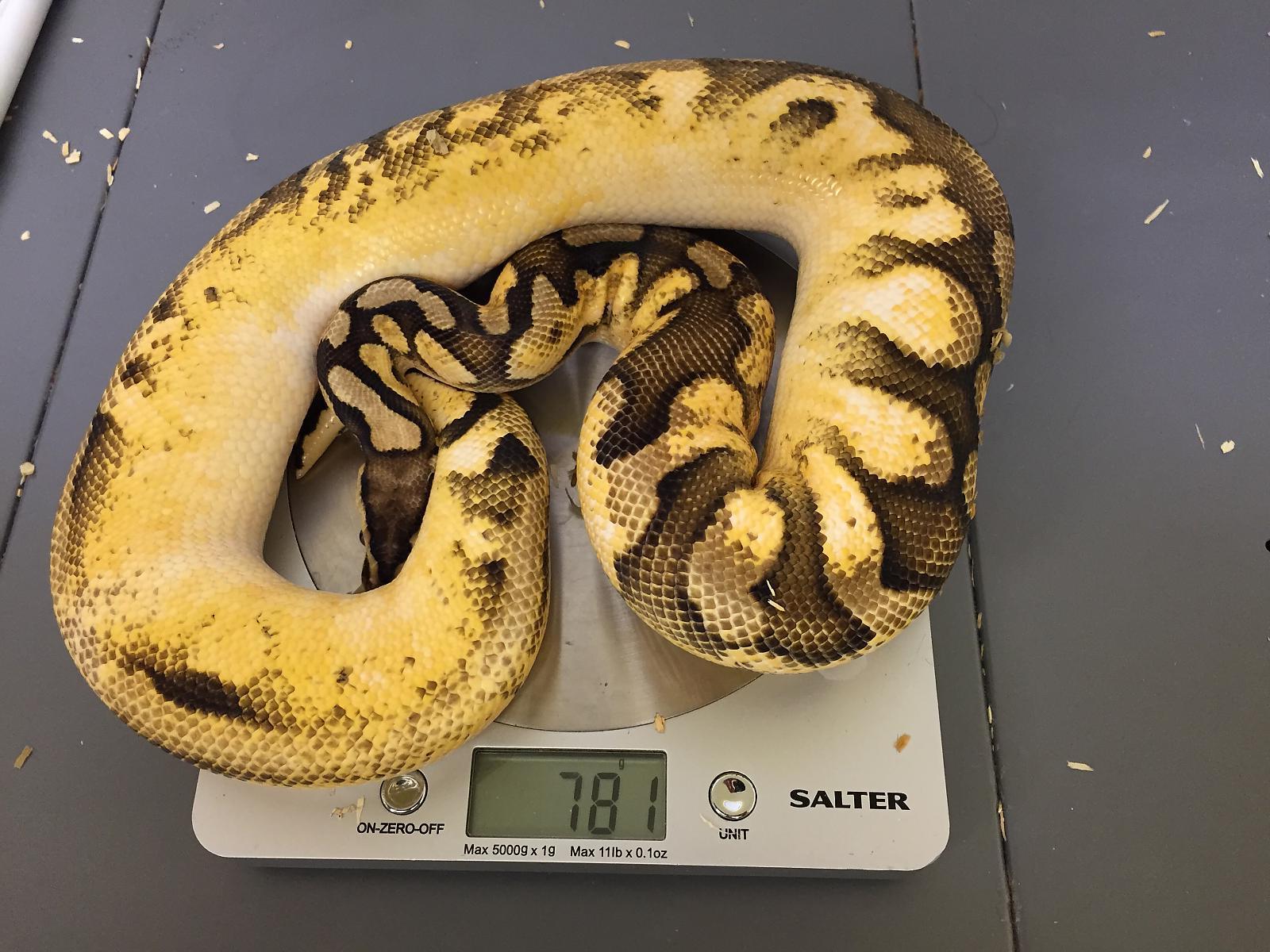 Citrus pastel calico 100% het clown from a reduced clown
