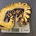 Citrus pastel calico 100% het clown from a reduced clown