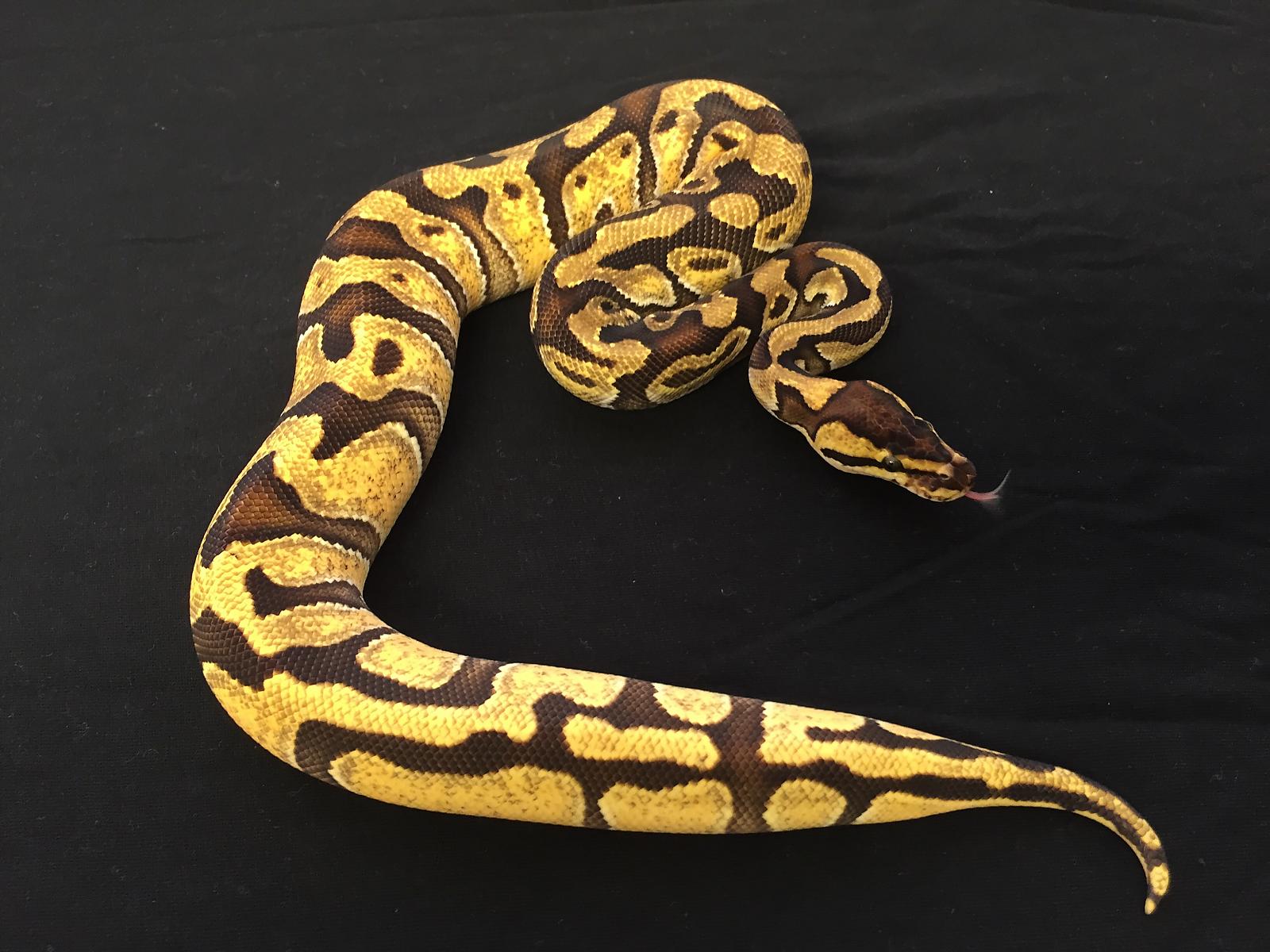 Enchi splatter
