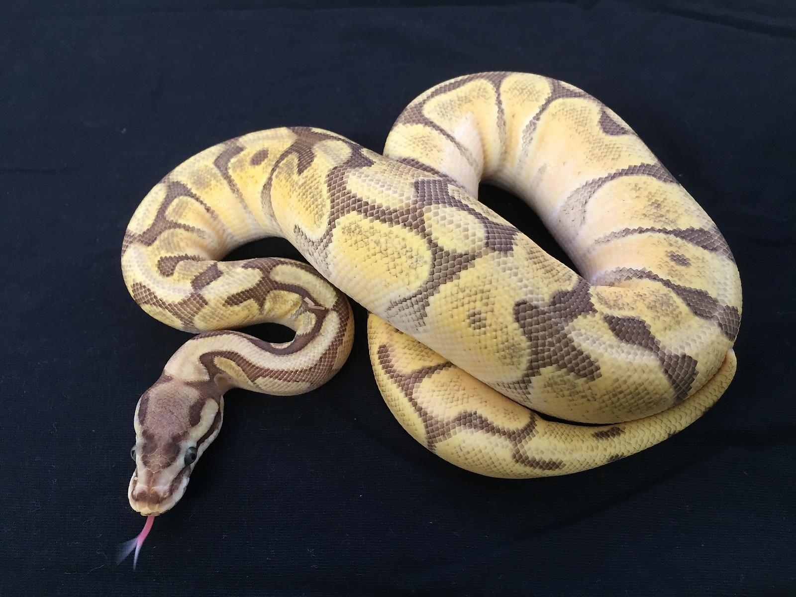 Enchi spider mojave possible lace