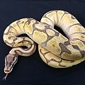 Enchi spider mojave possible lace