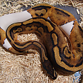 Pied Male