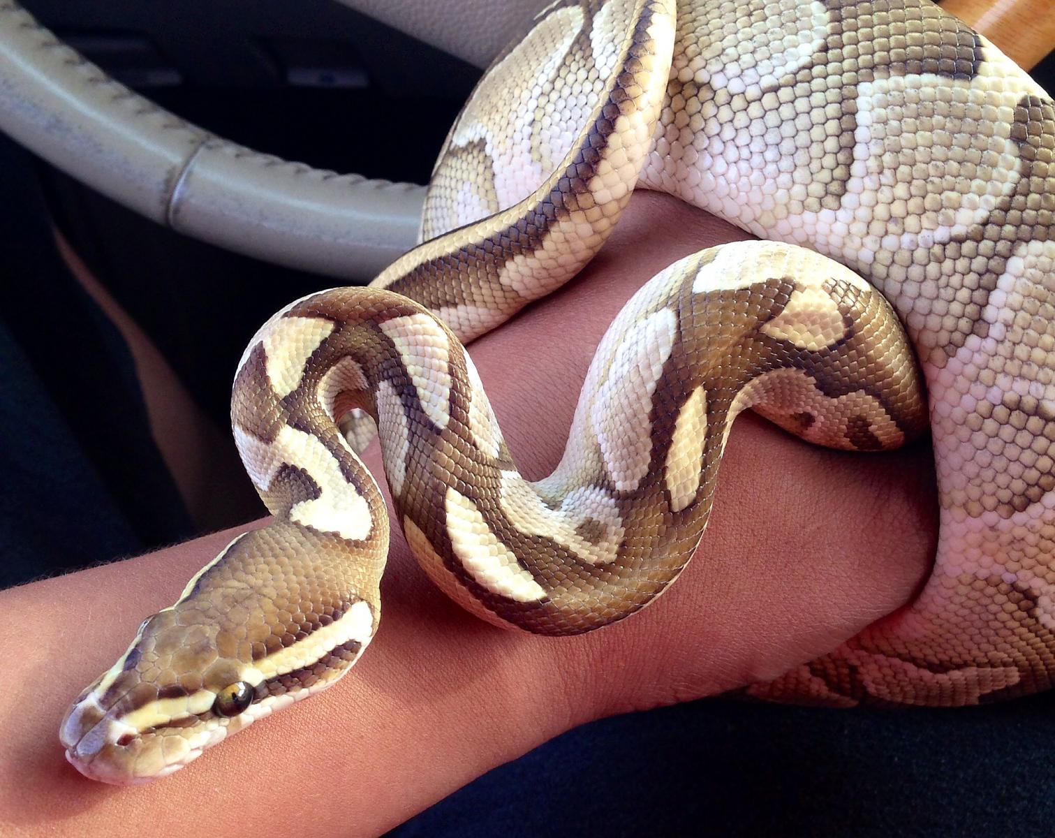 New Female Lesser/Butter 100% het Caramel