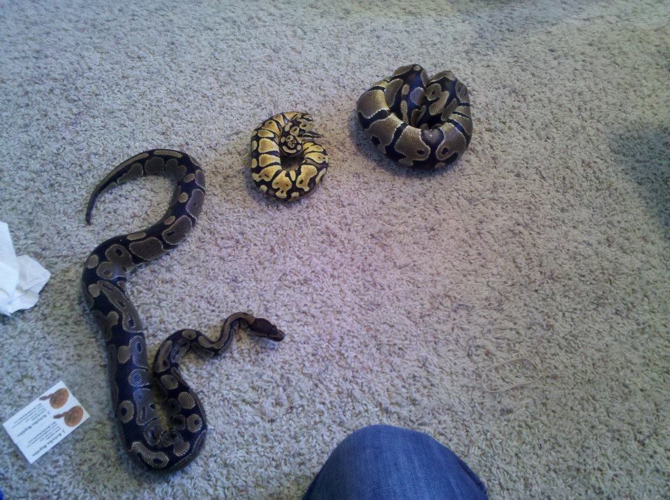 My Ball Pythons!