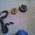 My Ball Pythons!