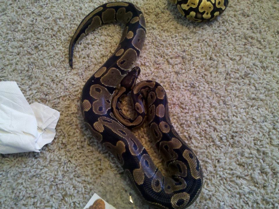 My Ball Pythons!