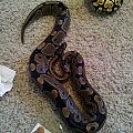 My Ball Pythons!