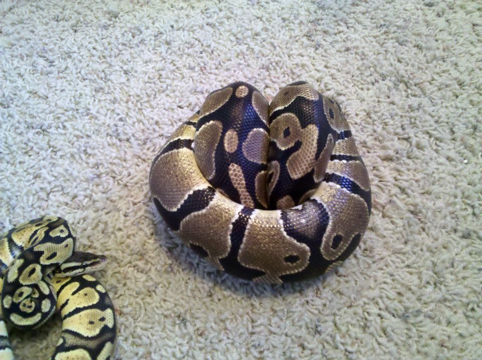 My Ball Pythons!