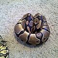 My Ball Pythons!