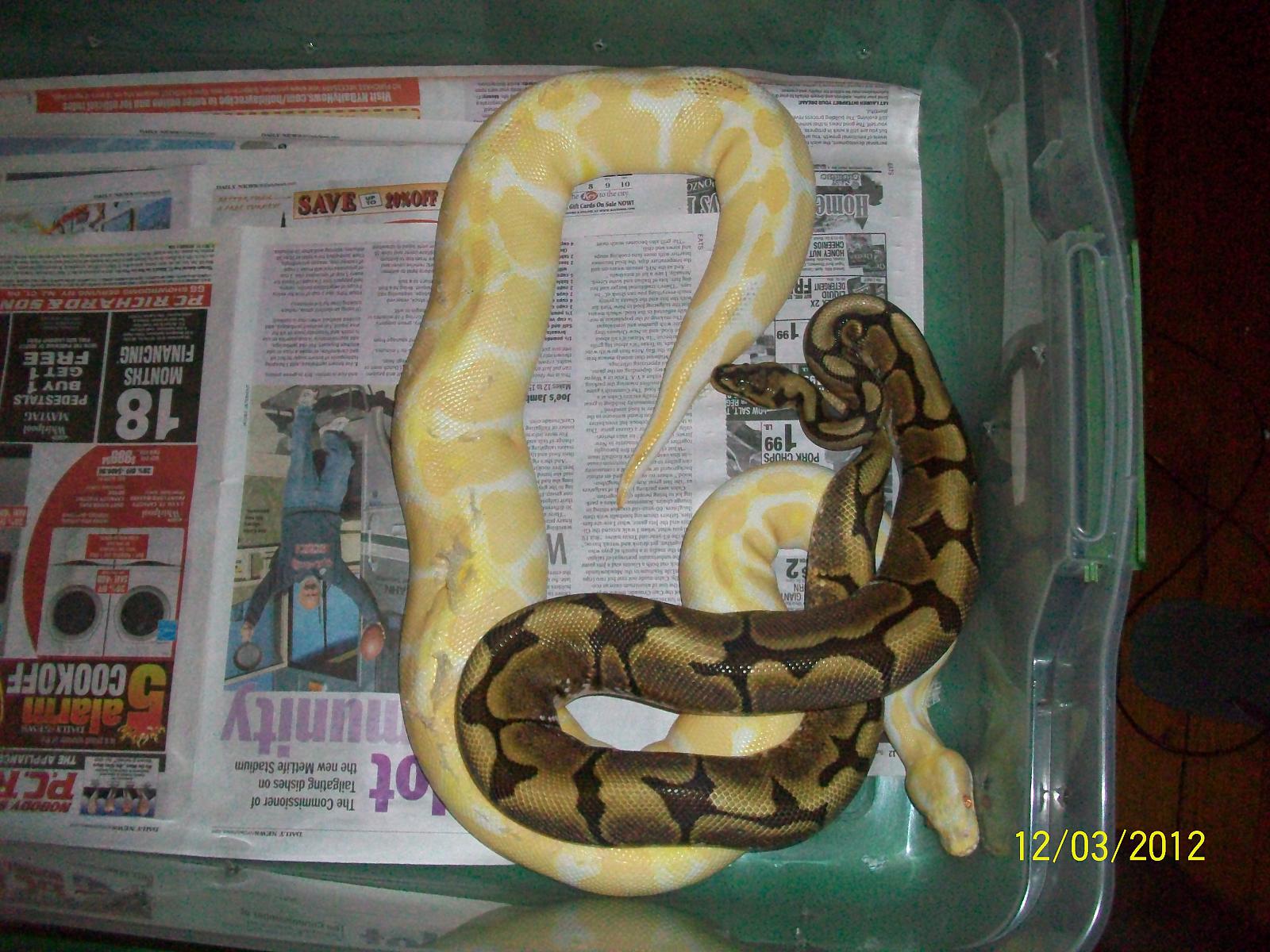 albino  girl,spider girl