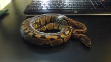 my big girl