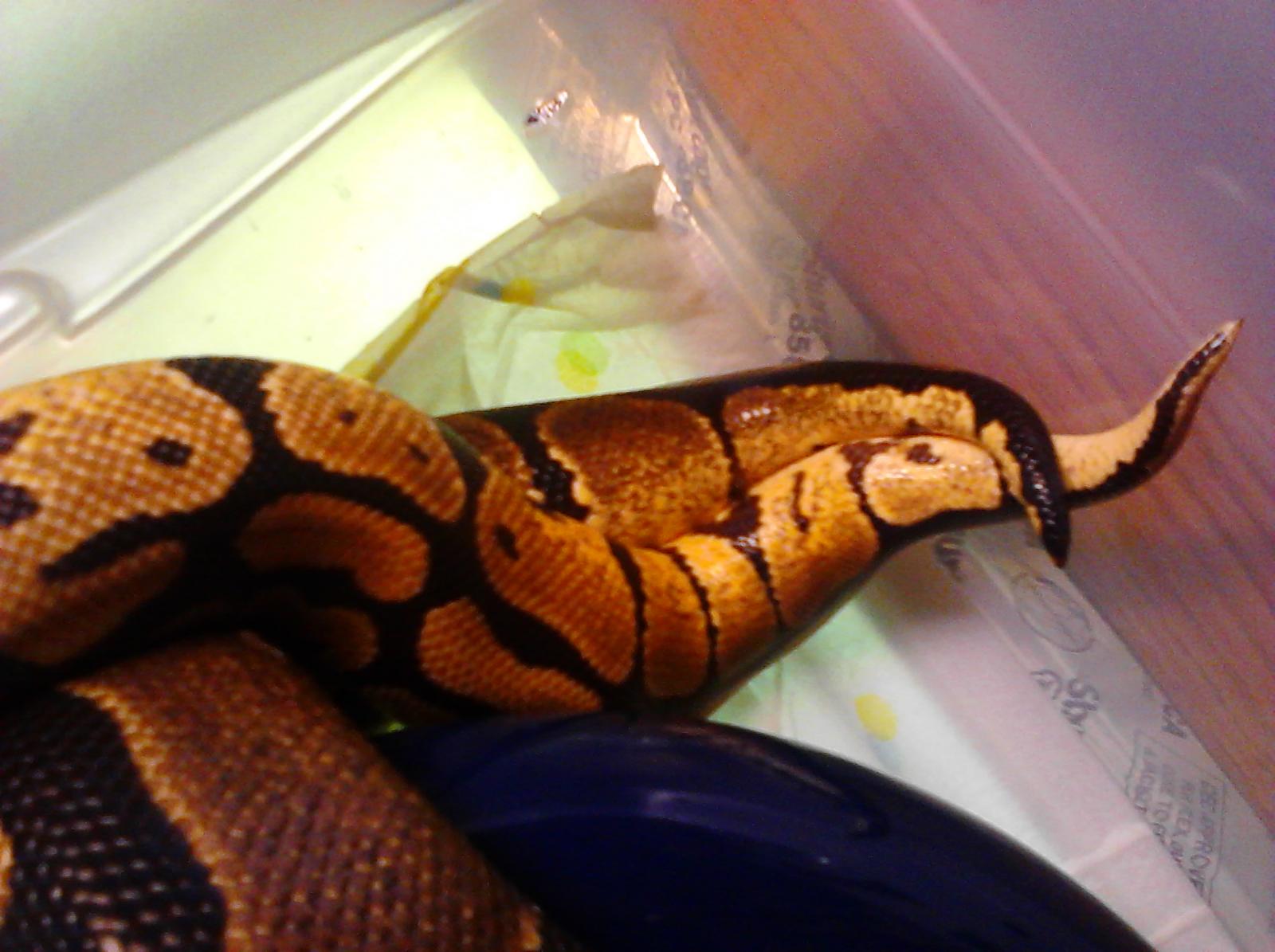Rick &amp; Carra's Ball Python Pics