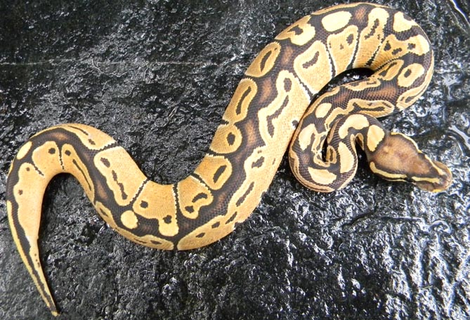 3/2011 0.1 Hypo Black Back