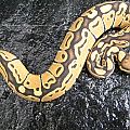 3/2011 0.1 Hypo Black Back