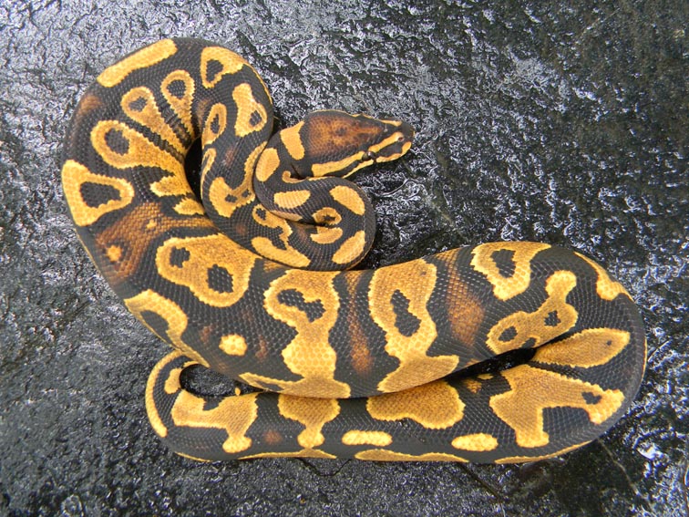3/2011 0.1 Yellow Belly