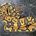3/2011 0.1 Yellow Belly