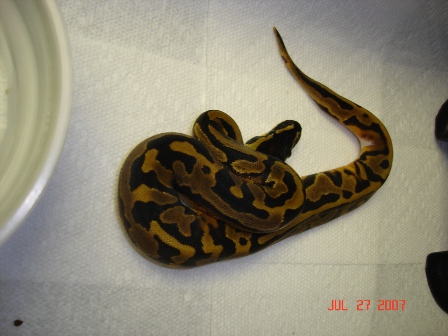 Low white pied 1
