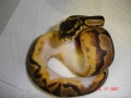 Low white pied 2