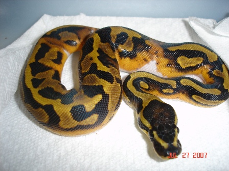 Low white pied 3