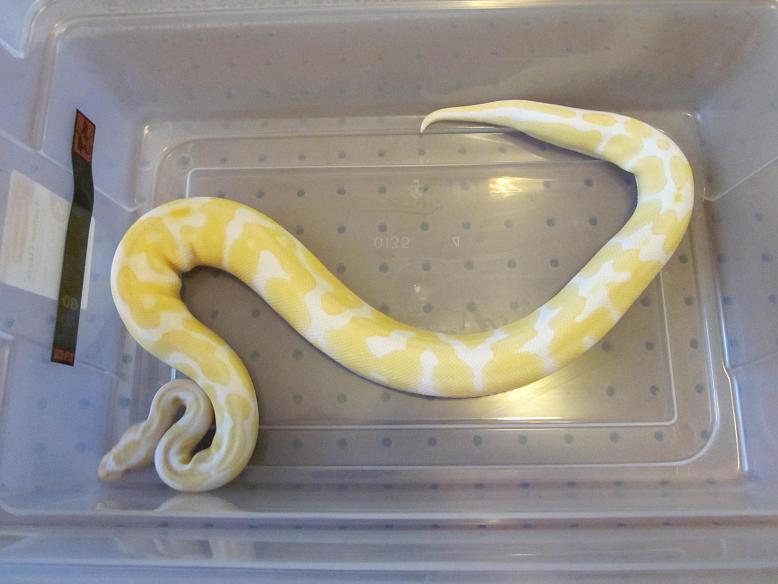 2010 Albino Female