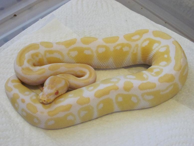 2010 Albino Male