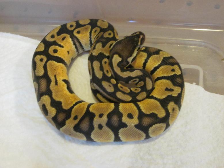 2011 Pastel Male