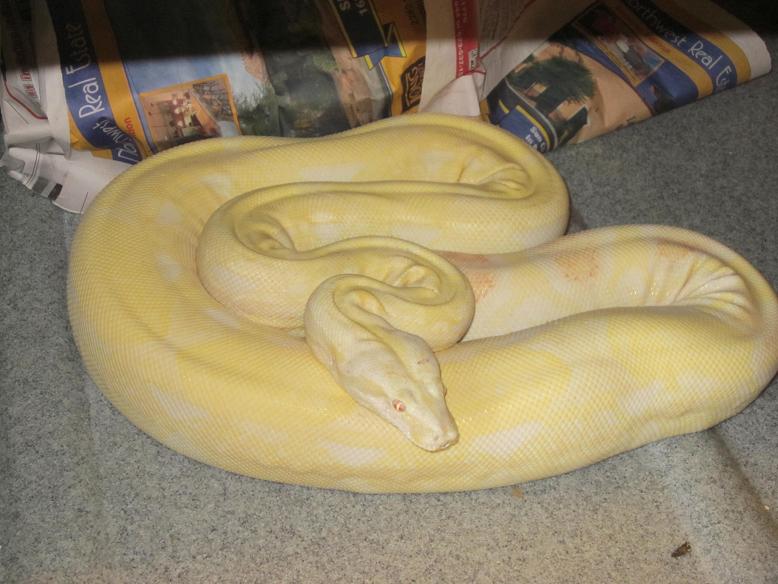2006 Albino Boa Female