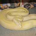 2006 Albino Boa Female