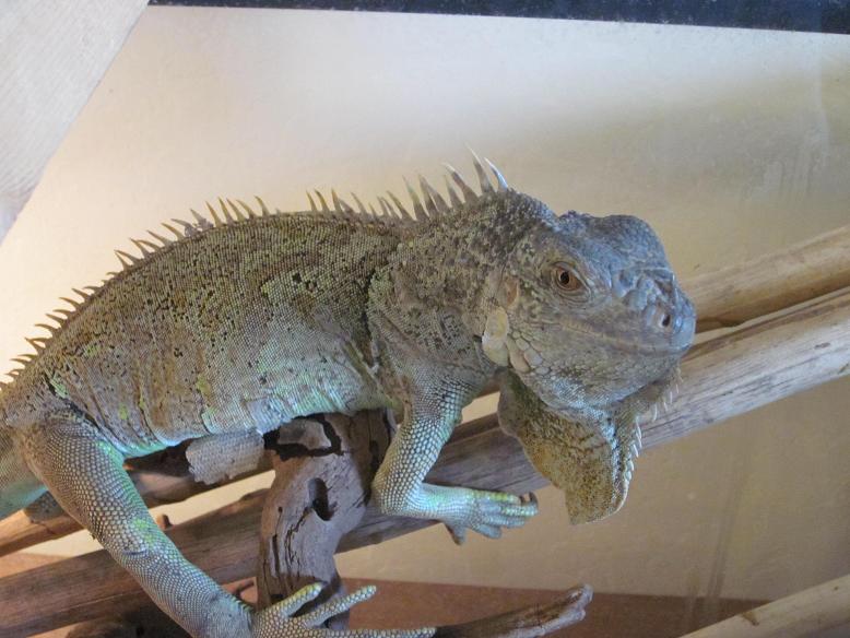 2011 Dinosaur