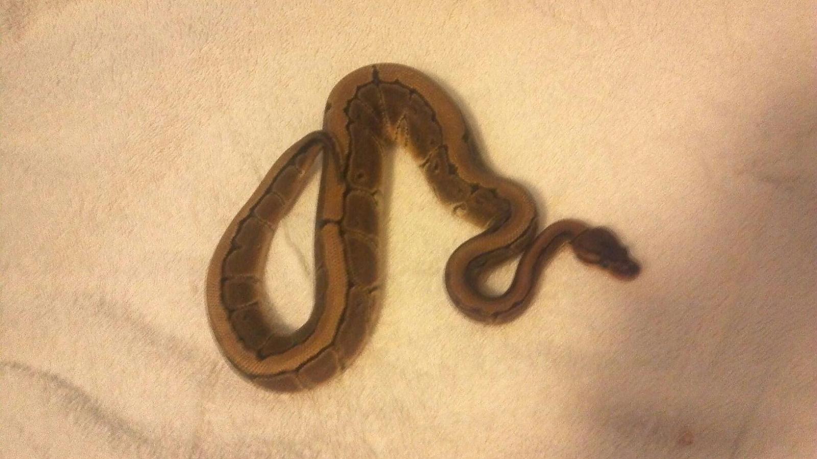 Female Pinstripe