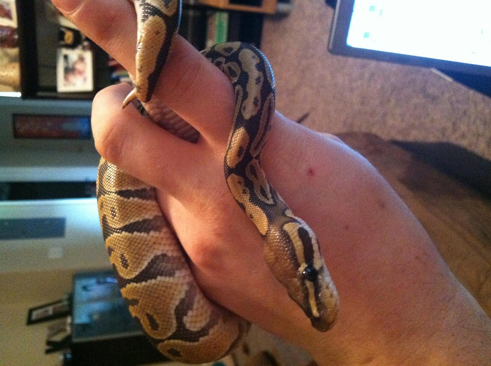 My male Ghost