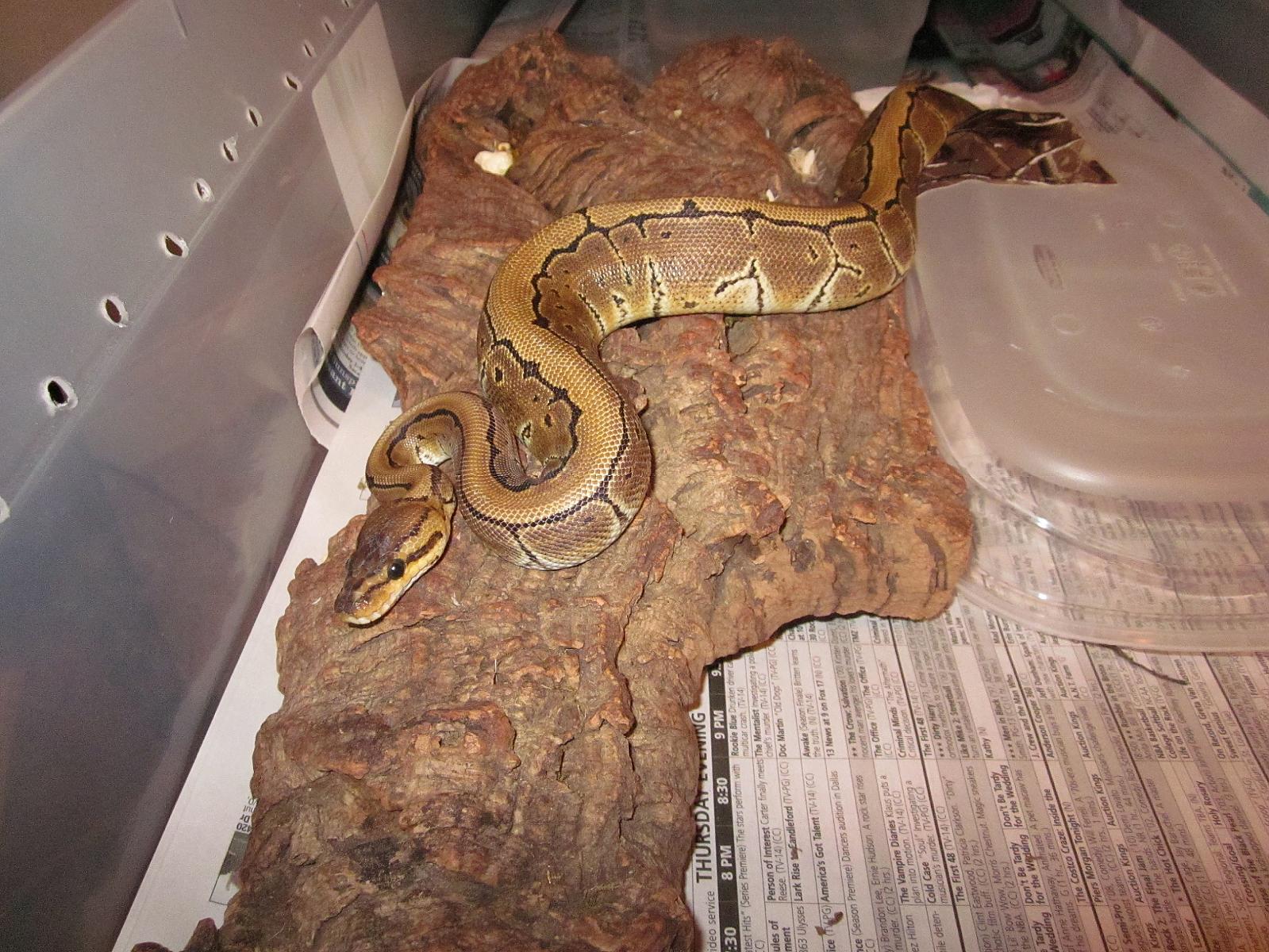 Female Pinstripe