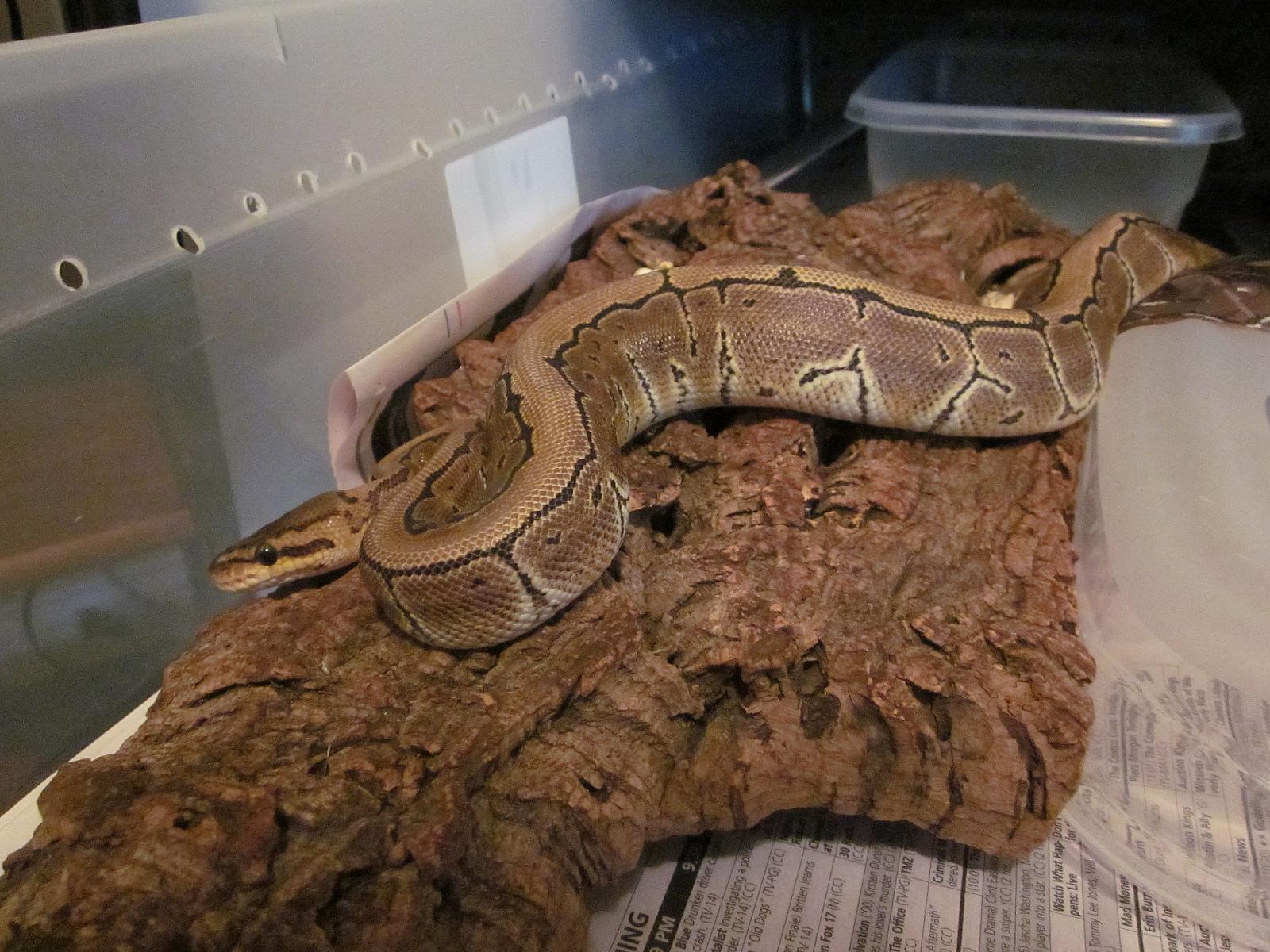 Female Pinstripe