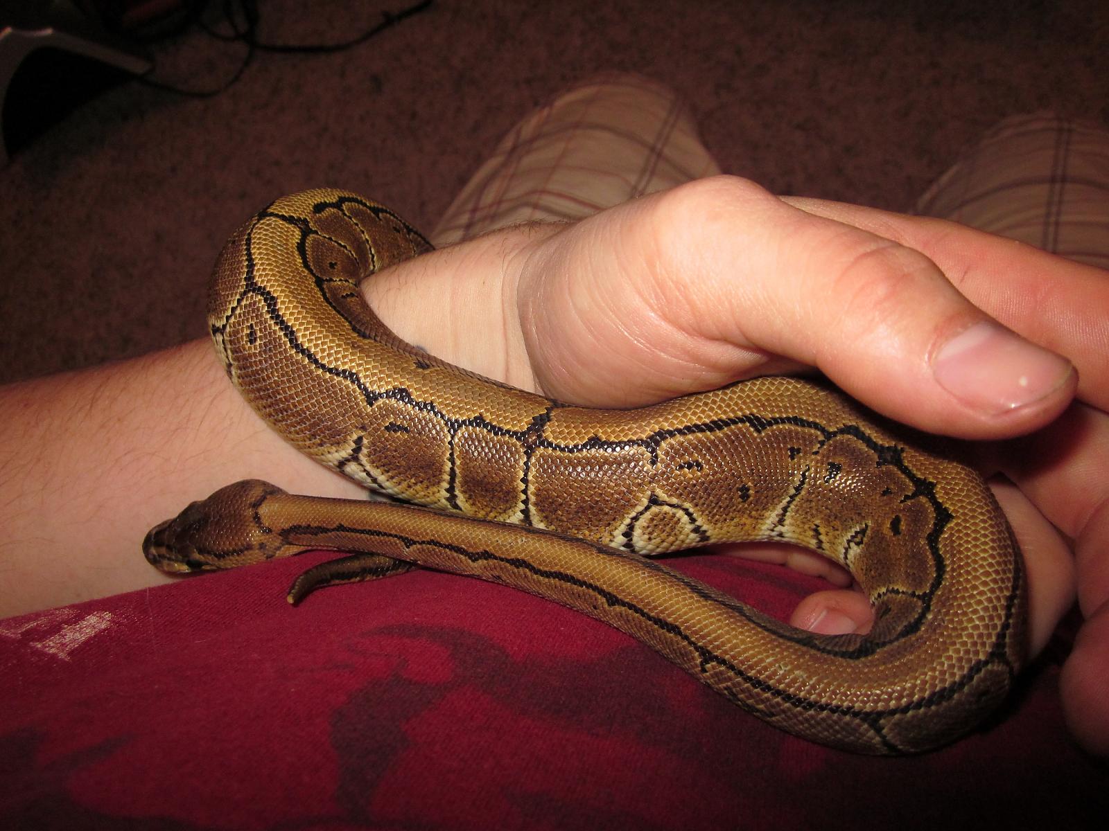 Female Pinstripe