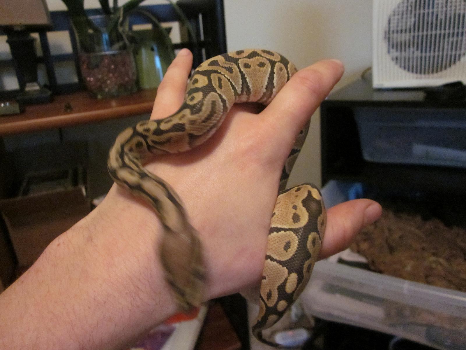 My male Ghost