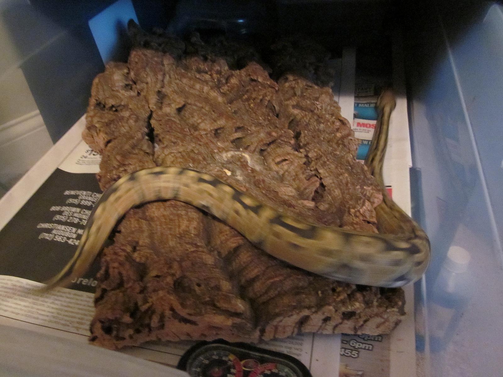 My male Ghost