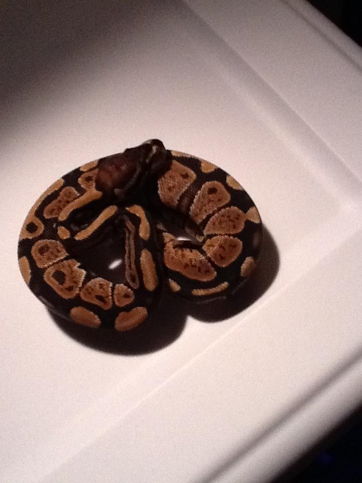 Granite (fs)
