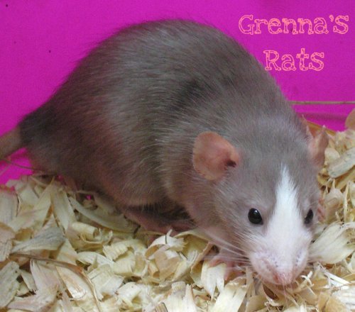 Grenna's Rats