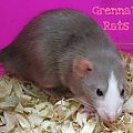 Grenna's Rats