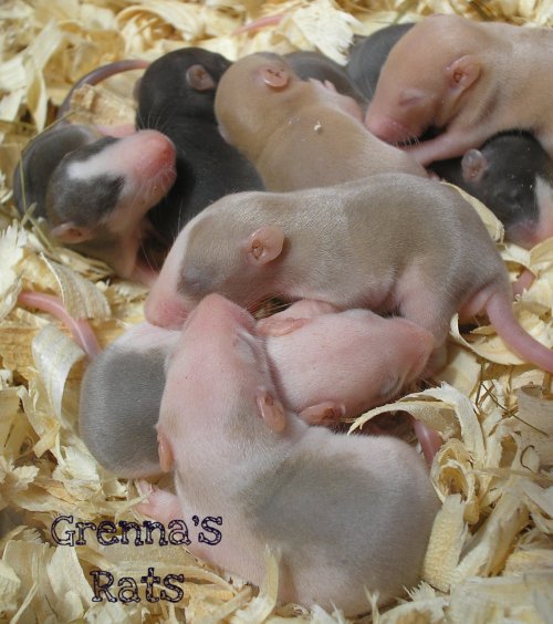 Grenna's Rats
